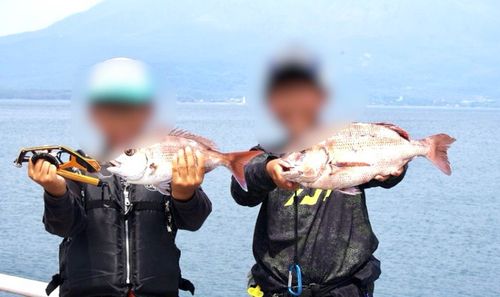 マダイの釣果