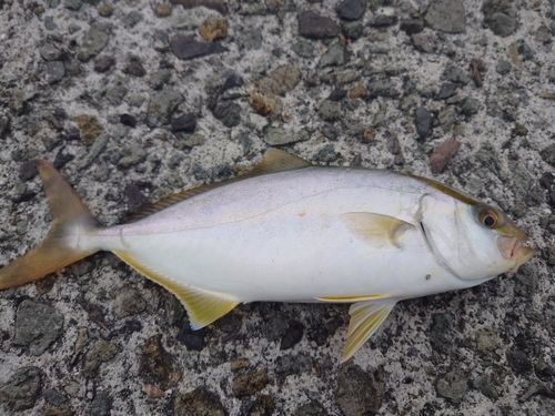 ネリゴの釣果