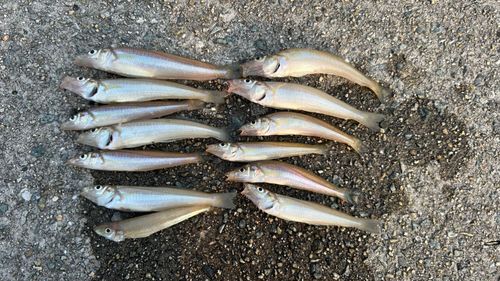 キスの釣果