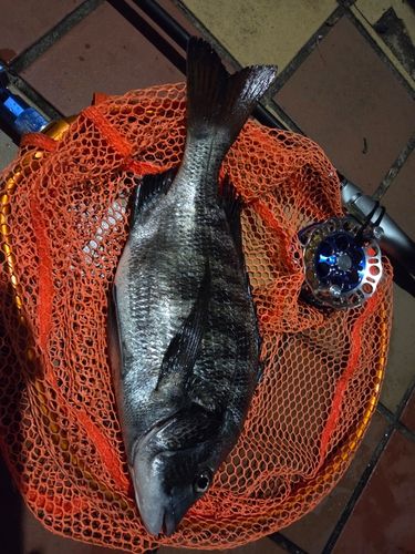 釣果