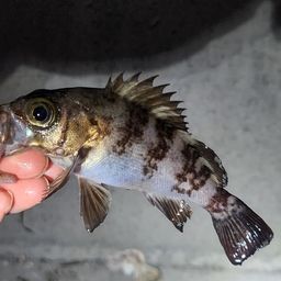 シロメバル