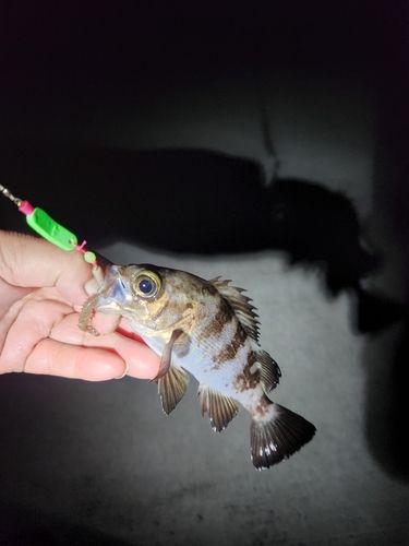 シロメバルの釣果