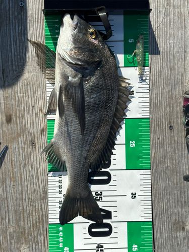 クロダイの釣果