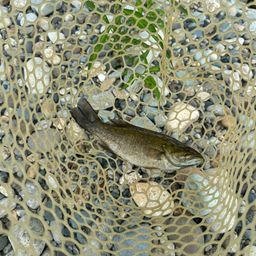 スモールマウスバス