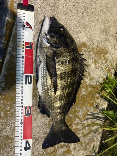 クロダイの釣果