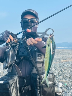 シイラの釣果