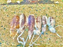 シリヤケイカの釣果