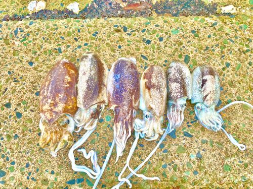 シリヤケイカの釣果