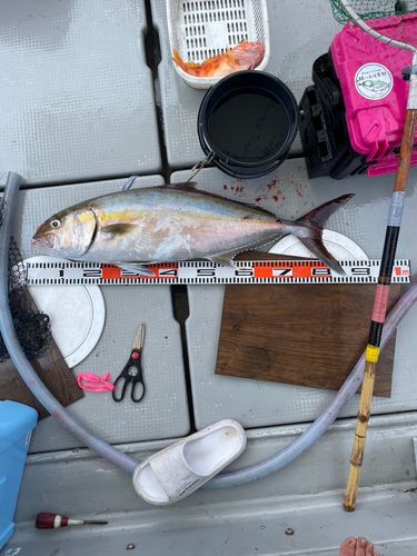 カンパチの釣果