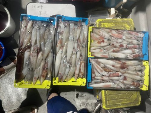 アカイカの釣果