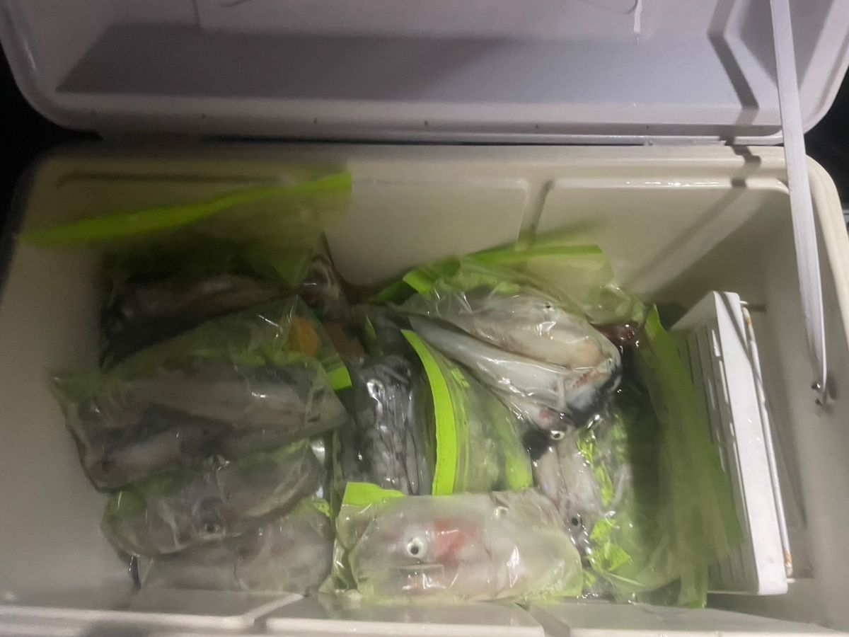 田畑良朗@なつき丸さんの釣果 2枚目の画像