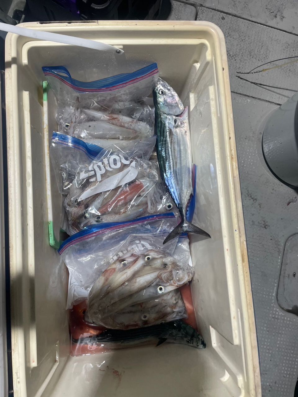 田畑良朗@なつき丸さんの釣果 3枚目の画像