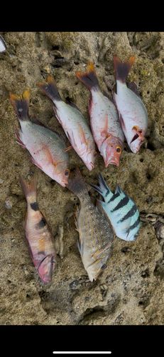 ヒメフエダイの釣果