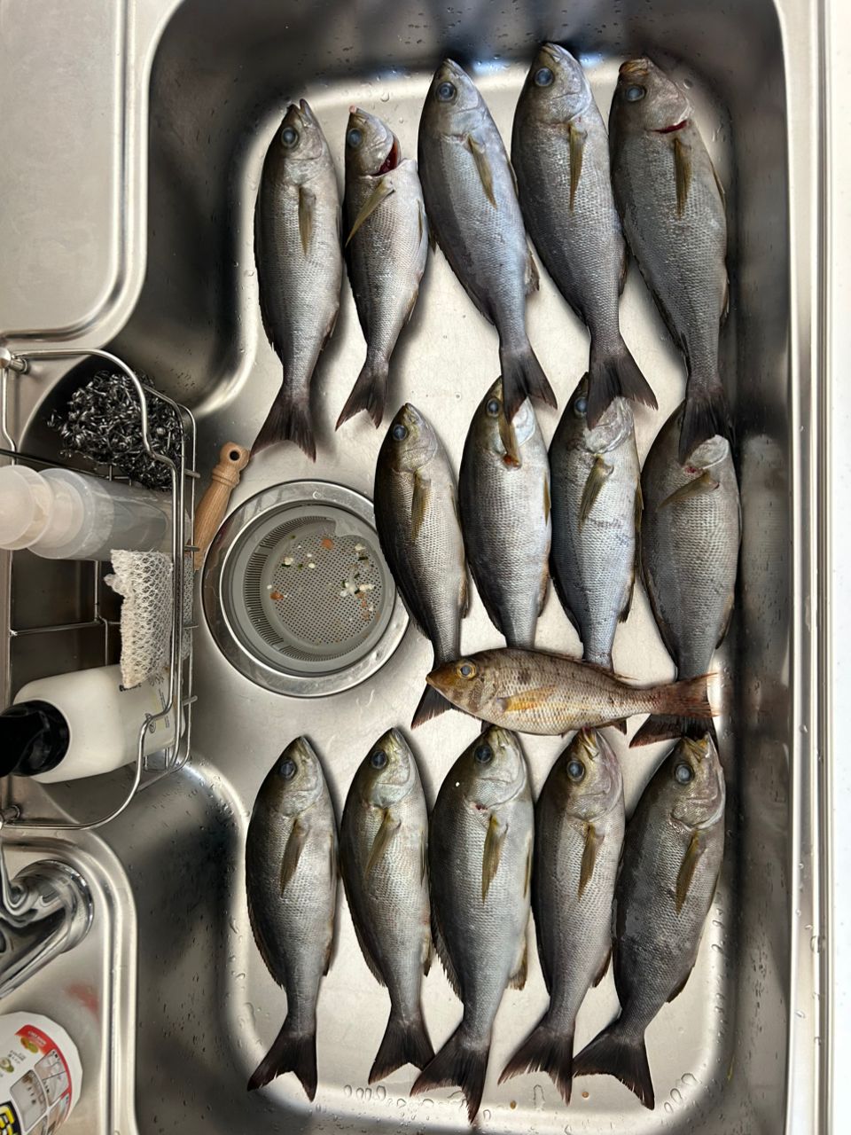 angler NTOさんの釣果 2枚目の画像