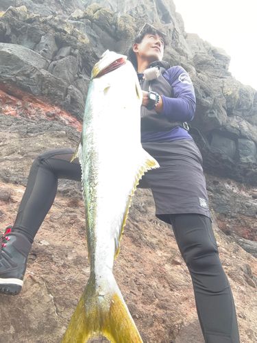 ヒラスの釣果