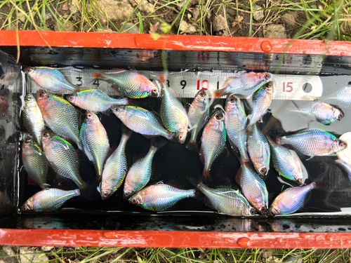 タイリクバラタナゴの釣果