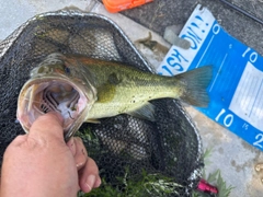 ラージマウスバスの釣果