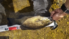 スモールマウスバスの釣果