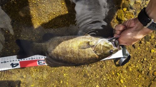 スモールマウスバスの釣果