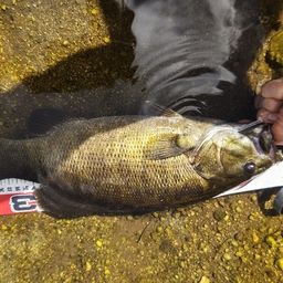 スモールマウスバス