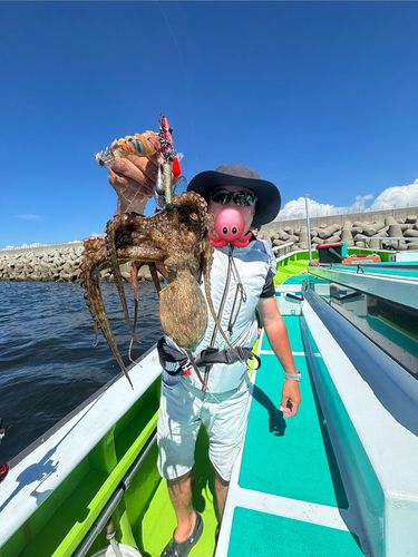 マダコの釣果