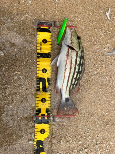 アミメフエダイの釣果