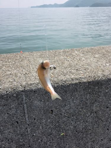 キスの釣果