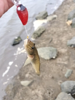 マハゼの釣果