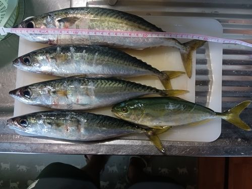 サバの釣果