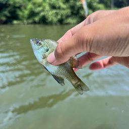 ブルーギル