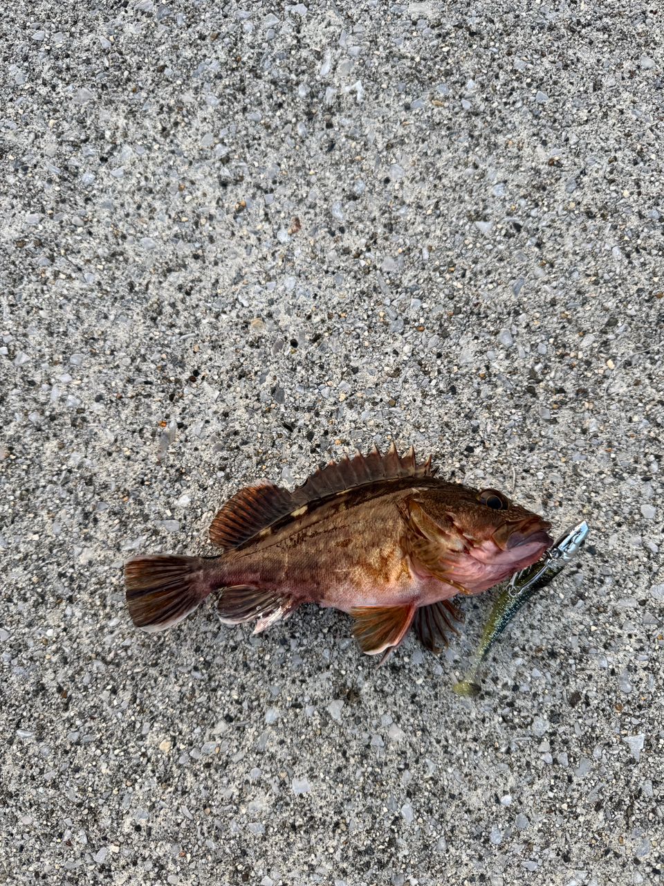 カサゴ