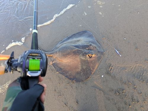 エイの釣果