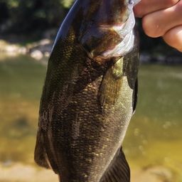 スモールマウスバス