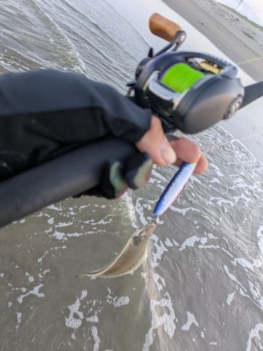 シタビラメの釣果