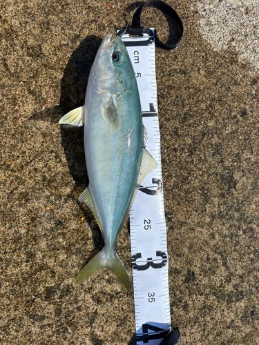 ワカシの釣果