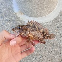 ガシラ