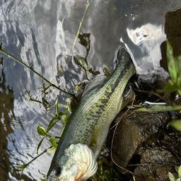 ラージマウスバス