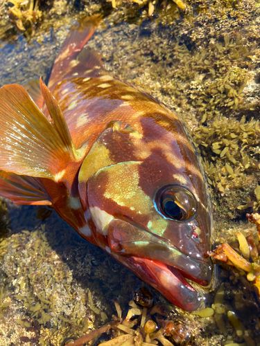 アカハタの釣果