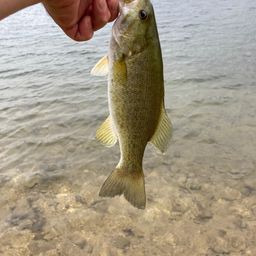 スモールマウスバス