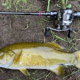 スモールマウスバス