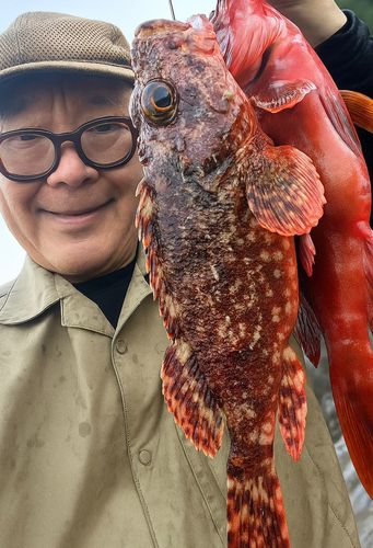 オニカサゴの釣果