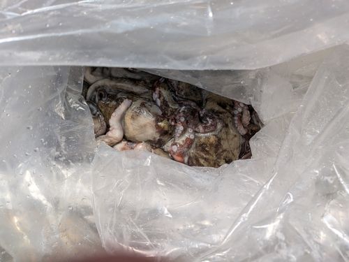 マダコの釣果