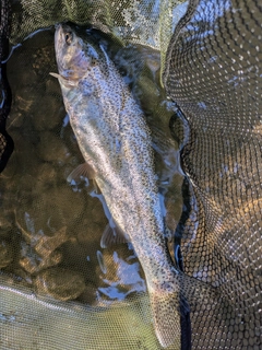 ニジマスの釣果