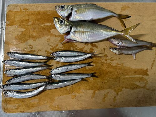 アジの釣果