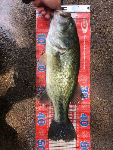 ラージマウスバスの釣果