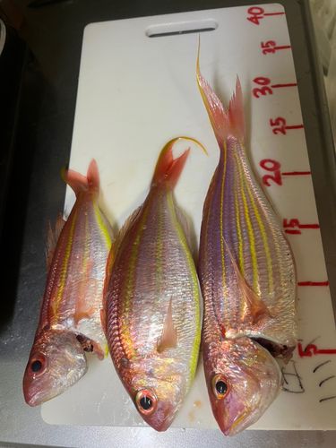 イトヨリダイの釣果