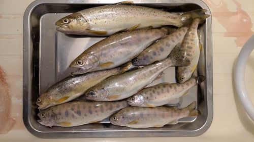 トラウトの釣果