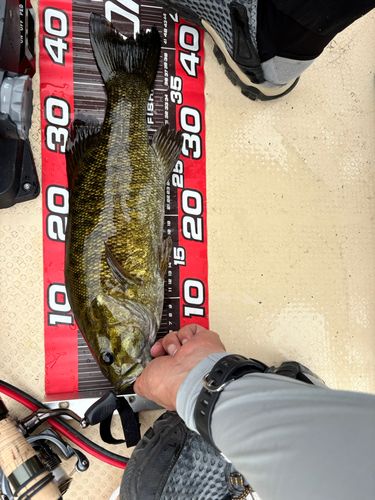 スモールマウスバスの釣果