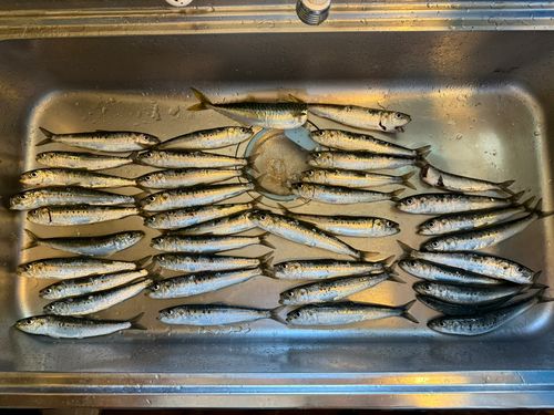 イワシの釣果