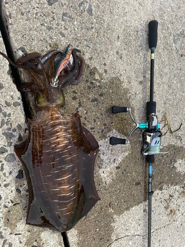 アオリイカの釣果